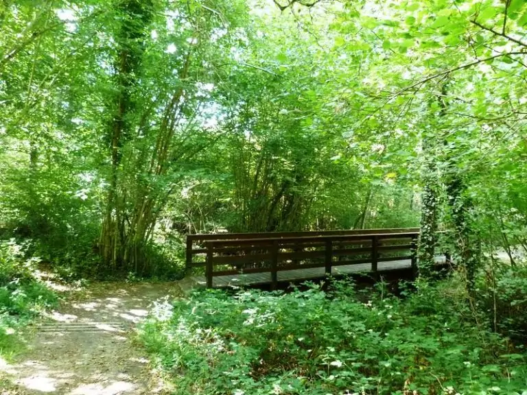 Un petit pont de bois au milieu de la végétation du parc de Morchêne